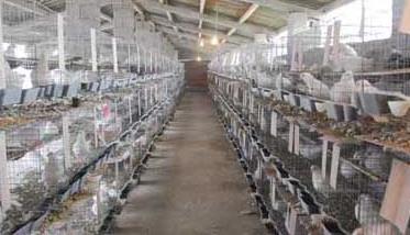 白羽王鸽的养殖管理技术 白羽王鸽繁殖能力