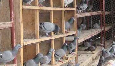 肉鸽在育雏期间的养殖管理技术（肉鸽在育雏期间的养殖管理技术论文）
