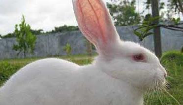 夏季兔子养殖管理技术（兔子养殖技术 兔子养殖方法）