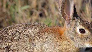 野兔的春季养殖要注意保温防寒（野兔放养技术）