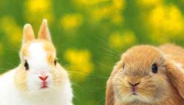 宠物兔养殖有哪些注意事项？（宠物兔子养殖注意事项）