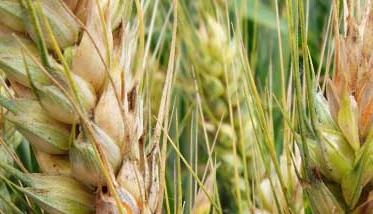 小麦赤霉病的防治的好方法（小麦赤霉病的防治方法有哪些?）