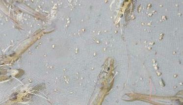 中国对虾养殖的池水如何调控 对虾养殖调水方法