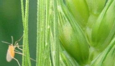 小麦吸浆虫发生规律 小麦吸浆虫的发生规律