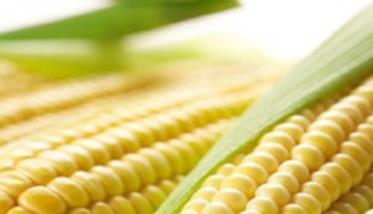 怎样选择玉米品种及选购玉米种子（怎样选择玉米品种及选购玉米种子的方法）