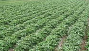 马铃薯高产栽培技术要点与步骤