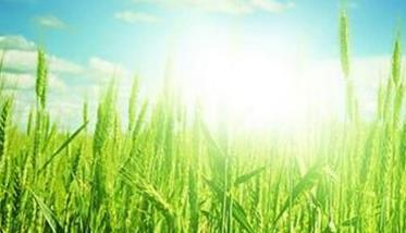 高产小麦适宜的土壤环境条件是什么? 高产小麦适宜的土壤环境条件是什么意思