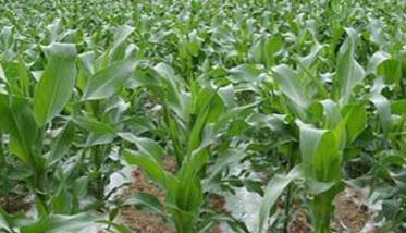 如何增强玉米的抗涝性? 玉米耐涝吗