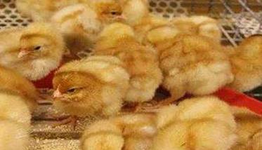 雏鸡的饲养管理应注意哪些问题 雏鸡的饲养管理应注意哪些问题呢