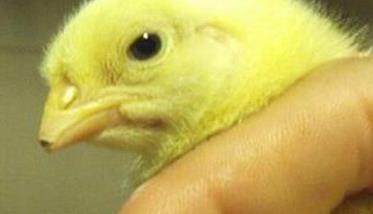 雏鸡断喙的目的、方法与注意事项 雏鸡断喙有什么作用