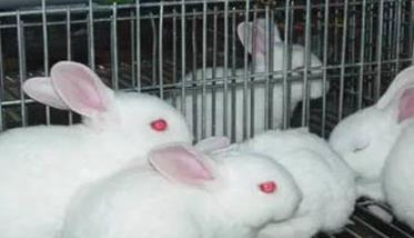 兔葡萄球菌病的主要症状有哪些（兔葡萄球菌病的主要症状有哪些表现）