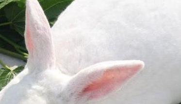 獭兔的换毛类型与规律 獭兔的换毛类型与规律是什么