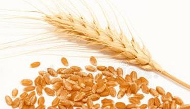 小麦种子保存方法（小麦种子保存方法有哪些）