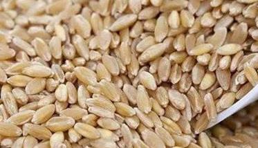 小麦种子贮藏技术