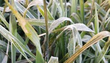 小麦冻害有哪些症状 小麦发生冻害如何识别
