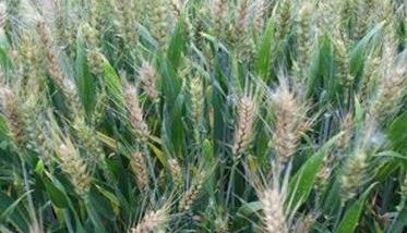 小麦赤霉病防治最佳期 小麦赤霉病防治最新特效药是什么