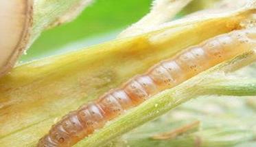 玉米钻心虫用什么药最好 防治玉米钻心虫用什么药最好