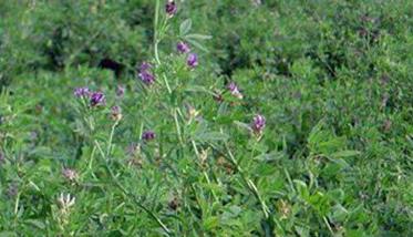 紫花苜蓿播种方法