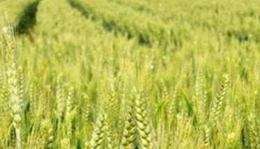 小麦后期管理重点是哪四个方面（小麦后期管理措施）