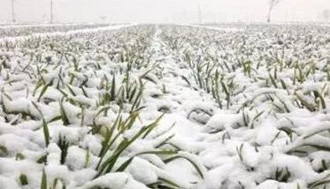 冬小麦冰雪灾害的减轻措施（降雪对冬小麦的影响）