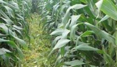 玉米套种、间作技术的优缺点有哪些（玉米套种,间作技术的优缺点有哪些方面）