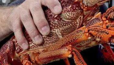 澳洲龙虾怎样养殖（澳洲龙虾如何养殖）