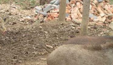 野猪破伤风的治疗方法 猪破伤风如何治疗