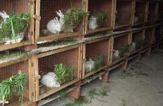 兔子养殖过程中饲喂注意事项（宠物兔喂养注意事项）