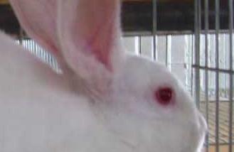 肉兔养殖的饲养原则 肉兔养殖技术与管理ppt