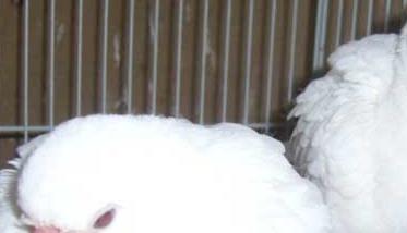 斑鸠养殖－斑鸠图片（斑鸠的饲养方法,哪有养斑鸠的）