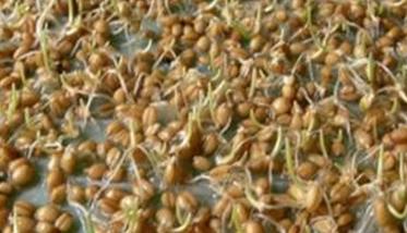 教你如何留小麦种子的方法 家里怎么种小麦种子