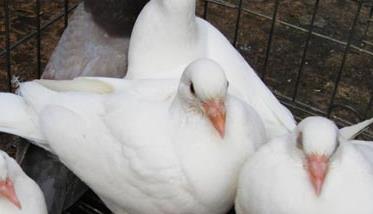 肉鸽养殖中咳嗽与喘怎样治疗 肉鸽咳嗽用什么药治疗