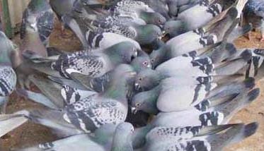 提高肉鸽繁殖率的方法 肉鸽繁殖最快方法