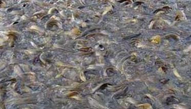 黄颡鱼夏花鱼种培育与食性驯化 黄颡鱼花身该如何治疗?为什么会花身?