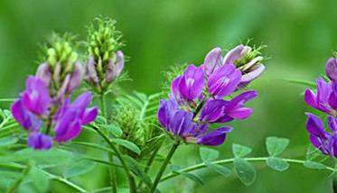 紫花苜蓿的播种方法（紫花苜蓿的播种方法是什么）