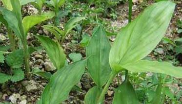 草果种植园的管理要点 草果种植技术与管理