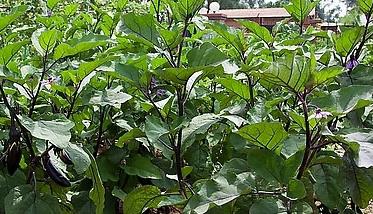 大棚茄子栽培应如何整地和施基肥（大棚茄子施肥技术）