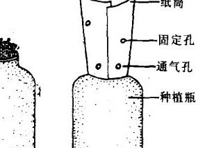 怎样用高粱酒糟瓶种金针菇 金针菇可以酿酒吗