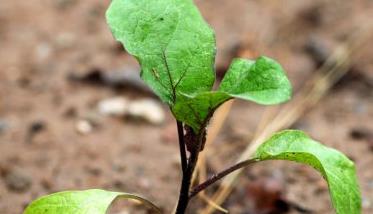 茄子如何定植 茄子定植后缓苗期管理