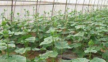 日光温室黄瓜反季节栽培技术 日光温室越冬茬黄瓜栽培技术
