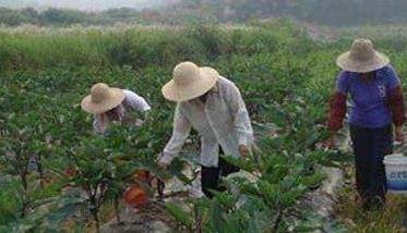 茄子的施肥管理