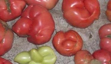 番茄僵果的形成原因是什么 番茄僵果的形成原因是什么呢