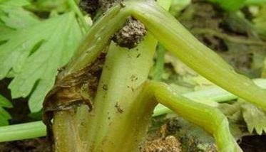 芹菜软腐病的发病条件（芹菜软腐病的发病条件是什么）