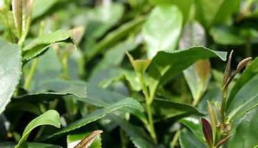 茶园抗旱保苗的应对措施 种植茶苗注意事项