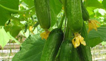 青瓜的营养价值和吃青瓜的好处 青瓜的营养价值和吃青瓜的好处是什么