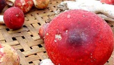 红菇的功效与作用 红菇的功效与作用禁忌