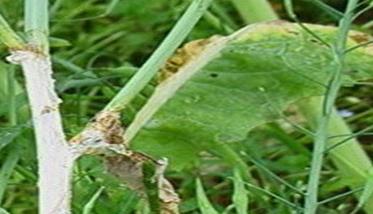 油菜菌核病症状有哪些（油菜菌核病症状有哪些）