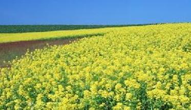 油菜田应该怎么除草？ 油菜田怎样除草