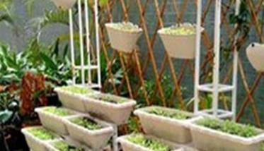 阳台菠菜的种植方法与技术要点（阳台菠菜的种植方法与技术要点视频）