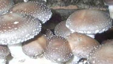 如何种植香菇：香菇种植管理技术六要点
